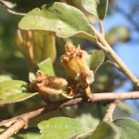 Taxillus tomentosus (B.Heyne ex Roth) Tiegh.